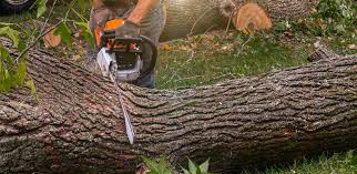 How Our Tree Care Process Works  in  North Spearfish, SD