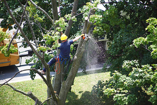 Professional Tree Care in North Spearfish, SD